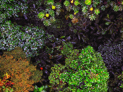 Monteverde Cloud Forest
