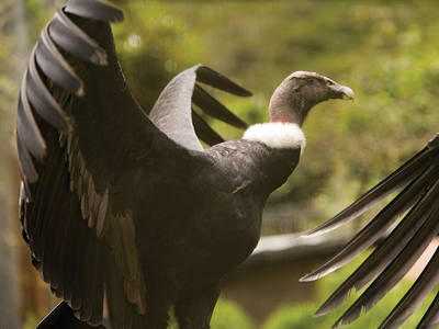 Ecuador's Condors