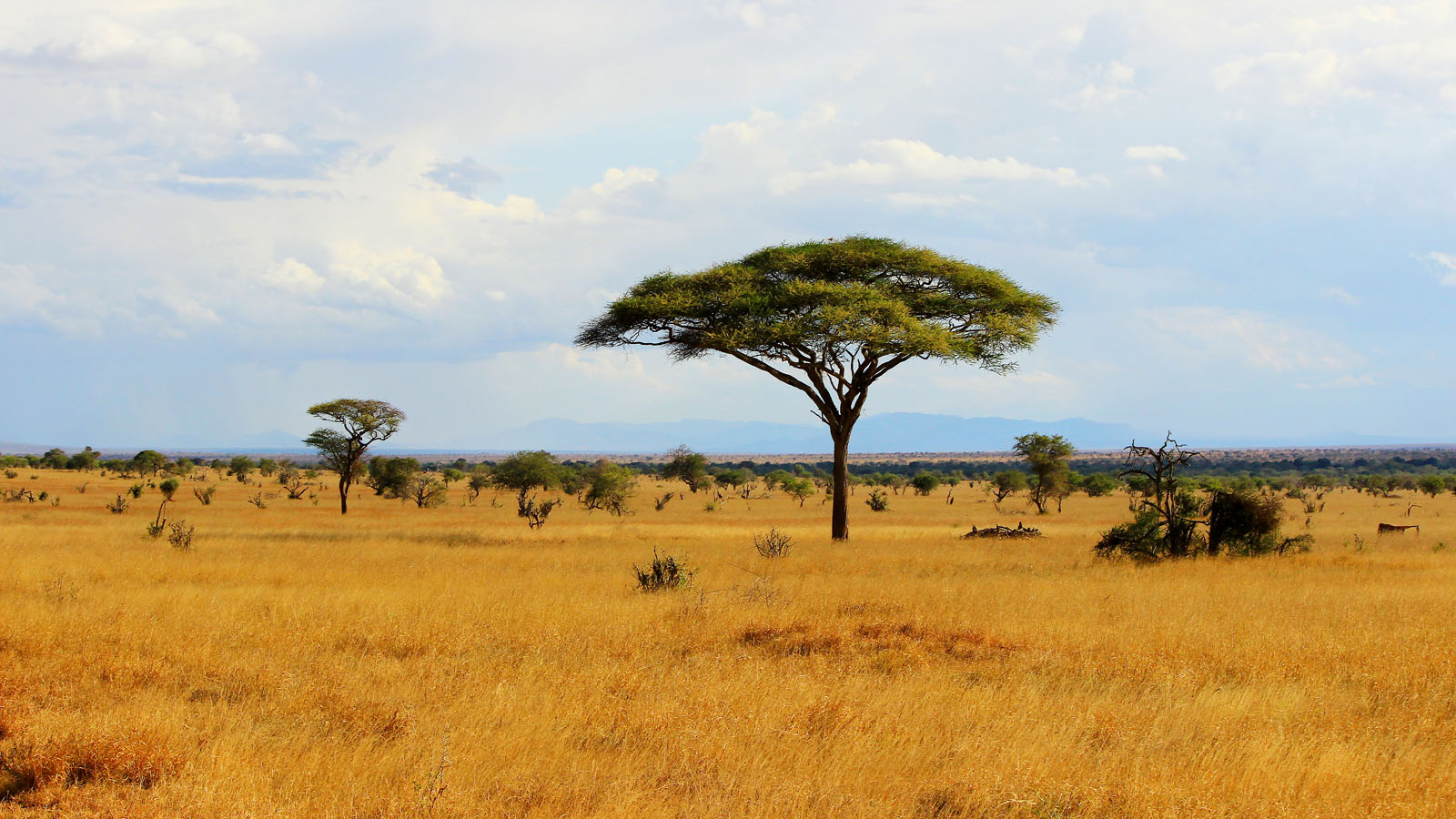 Kenya Wildlife Explorer