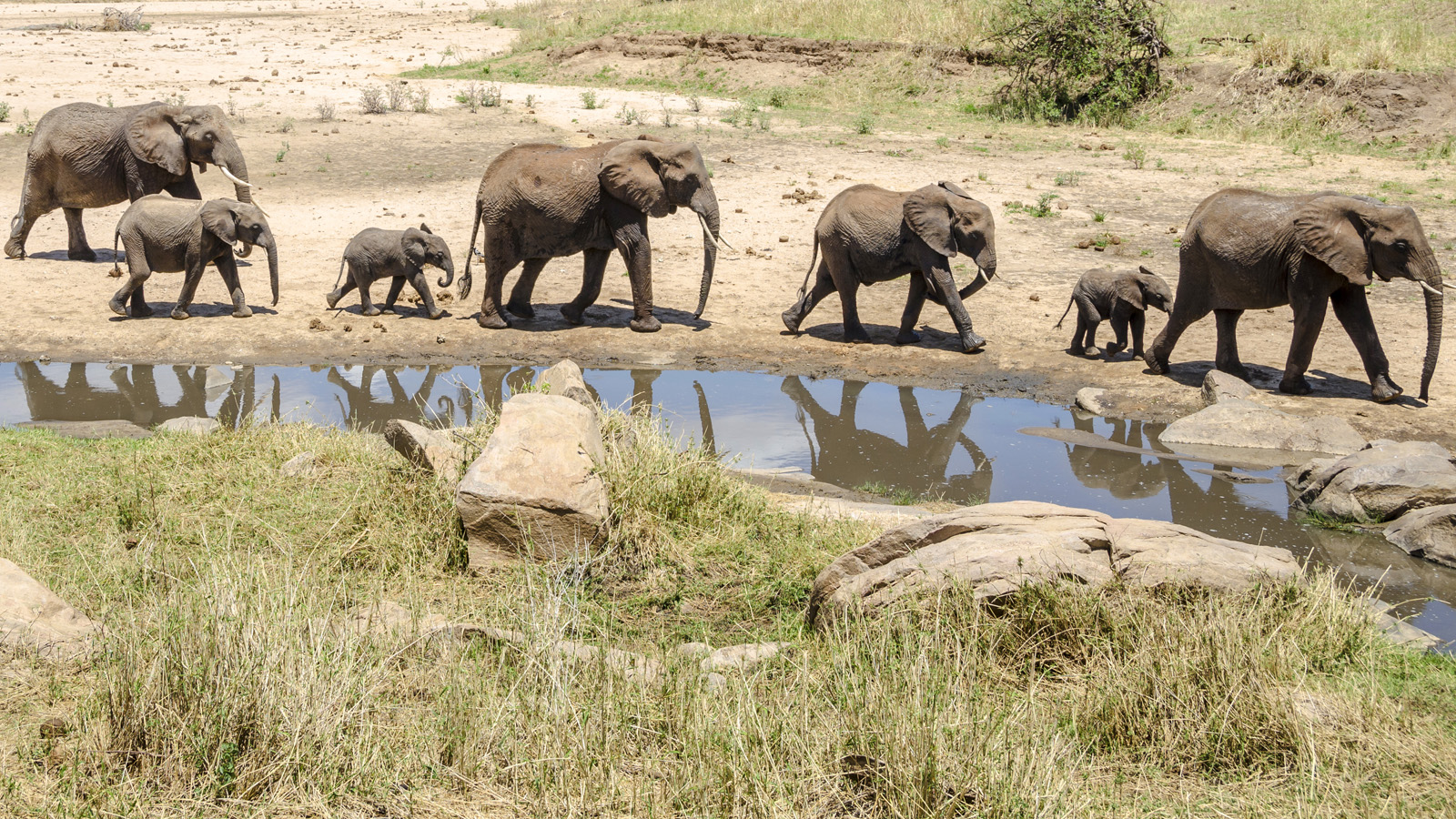 Wildlife Wonders Group Safari 2020
