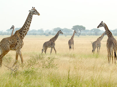 Manyara - Serengeti