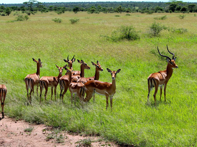 Ndutu - Central Serengeti