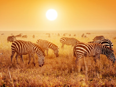 Ngorongoro - Southern Serengeti